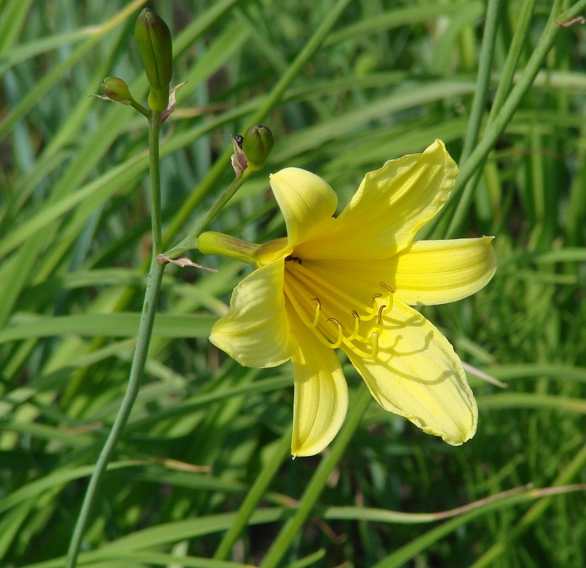 Image of Hemerocallis minor specimen.