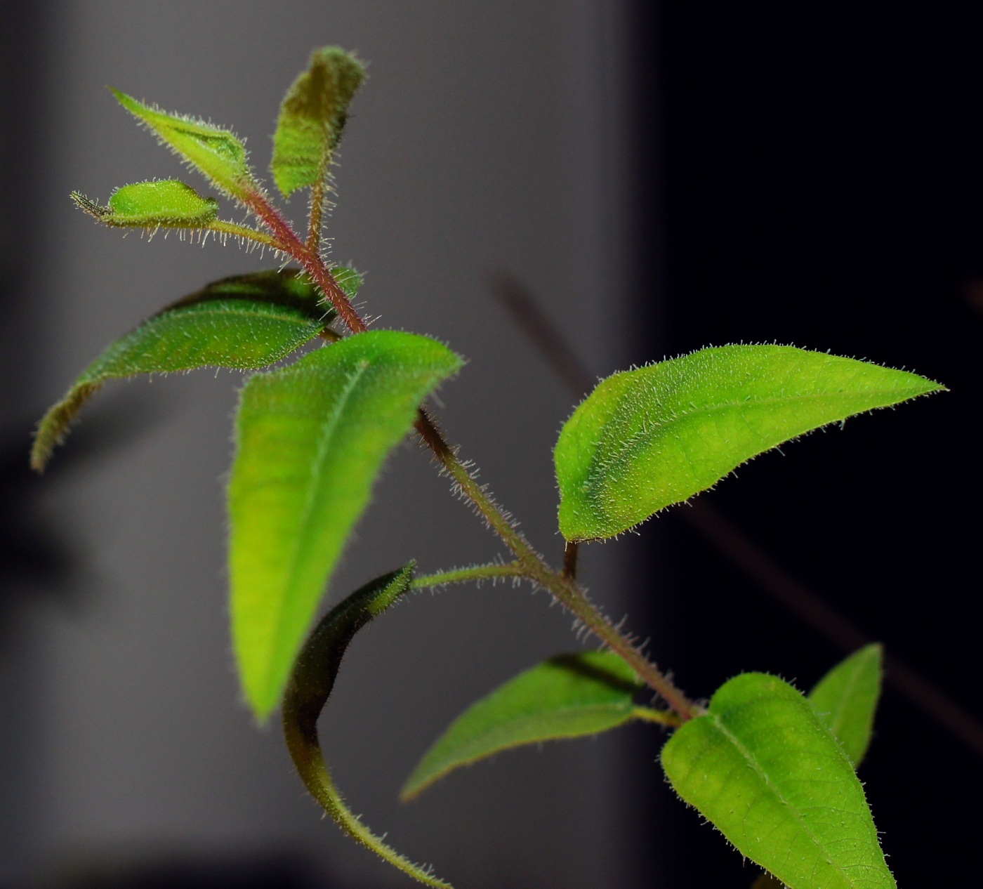 Image of Corymbia citriodora specimen.