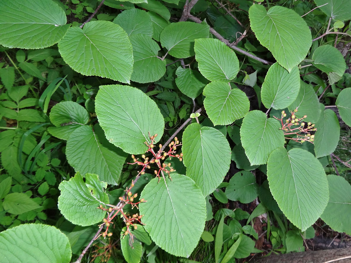 Image of Viburnum furcatum specimen.