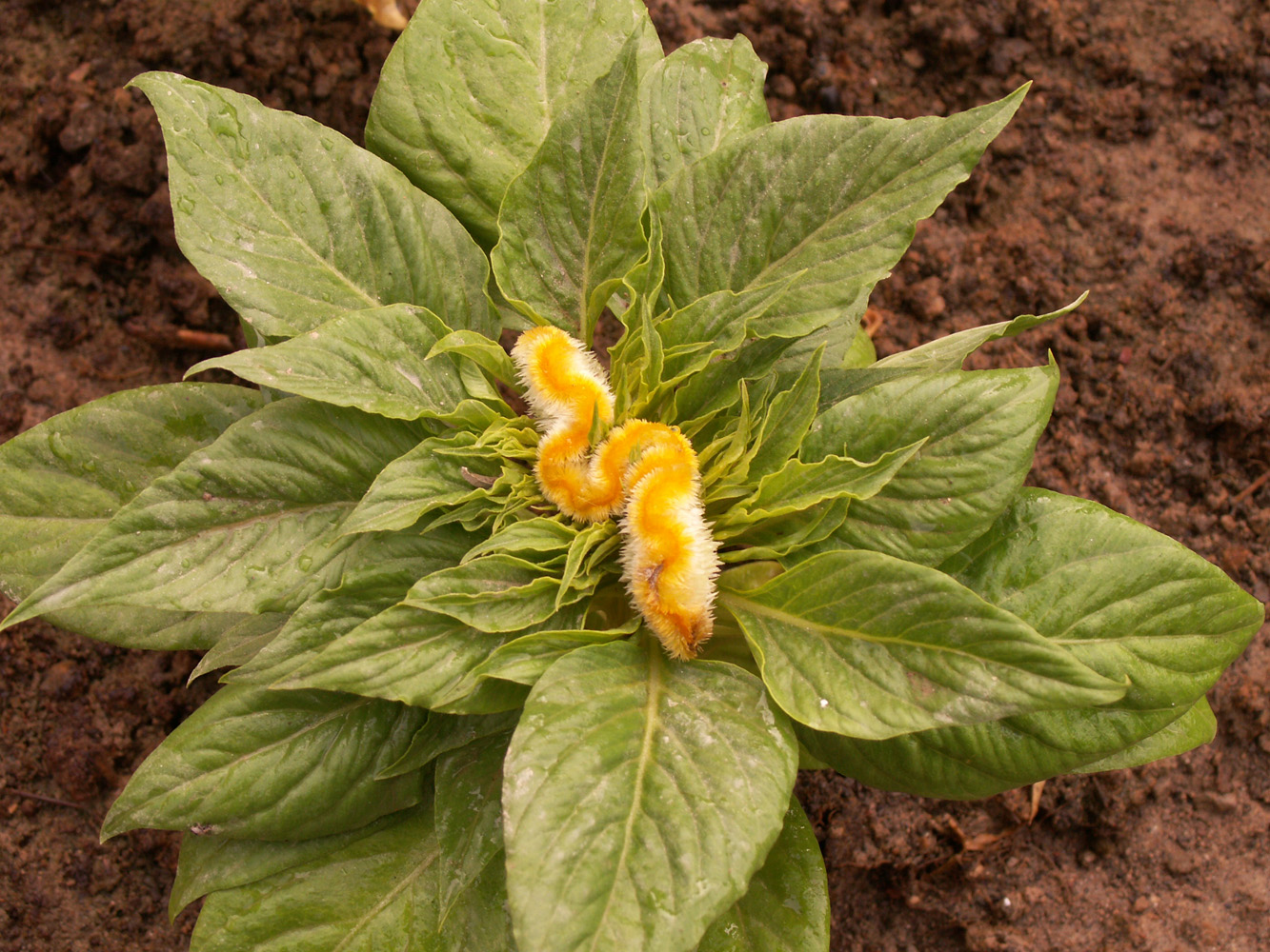 Изображение особи Celosia cristata.