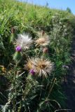 Cirsium vulgare