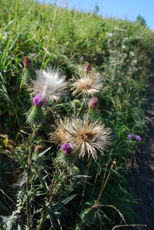 Изображение особи Cirsium vulgare.