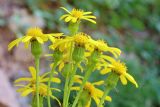 Senecio racemulifer