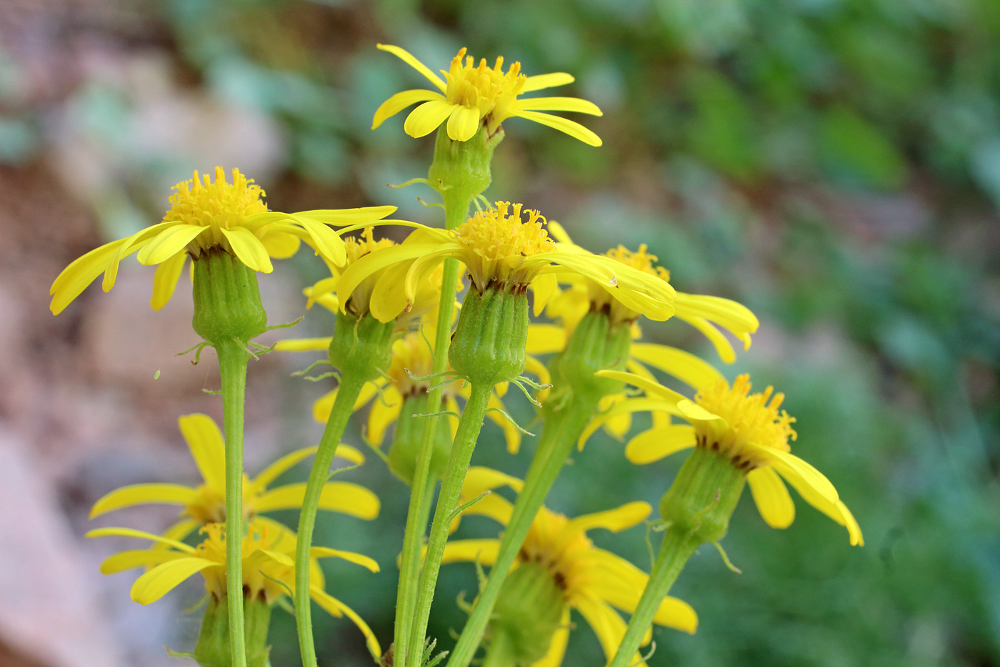 Изображение особи Senecio racemulifer.