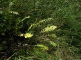 Klasea biebersteiniana