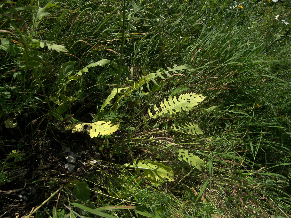 Image of Klasea biebersteiniana specimen.