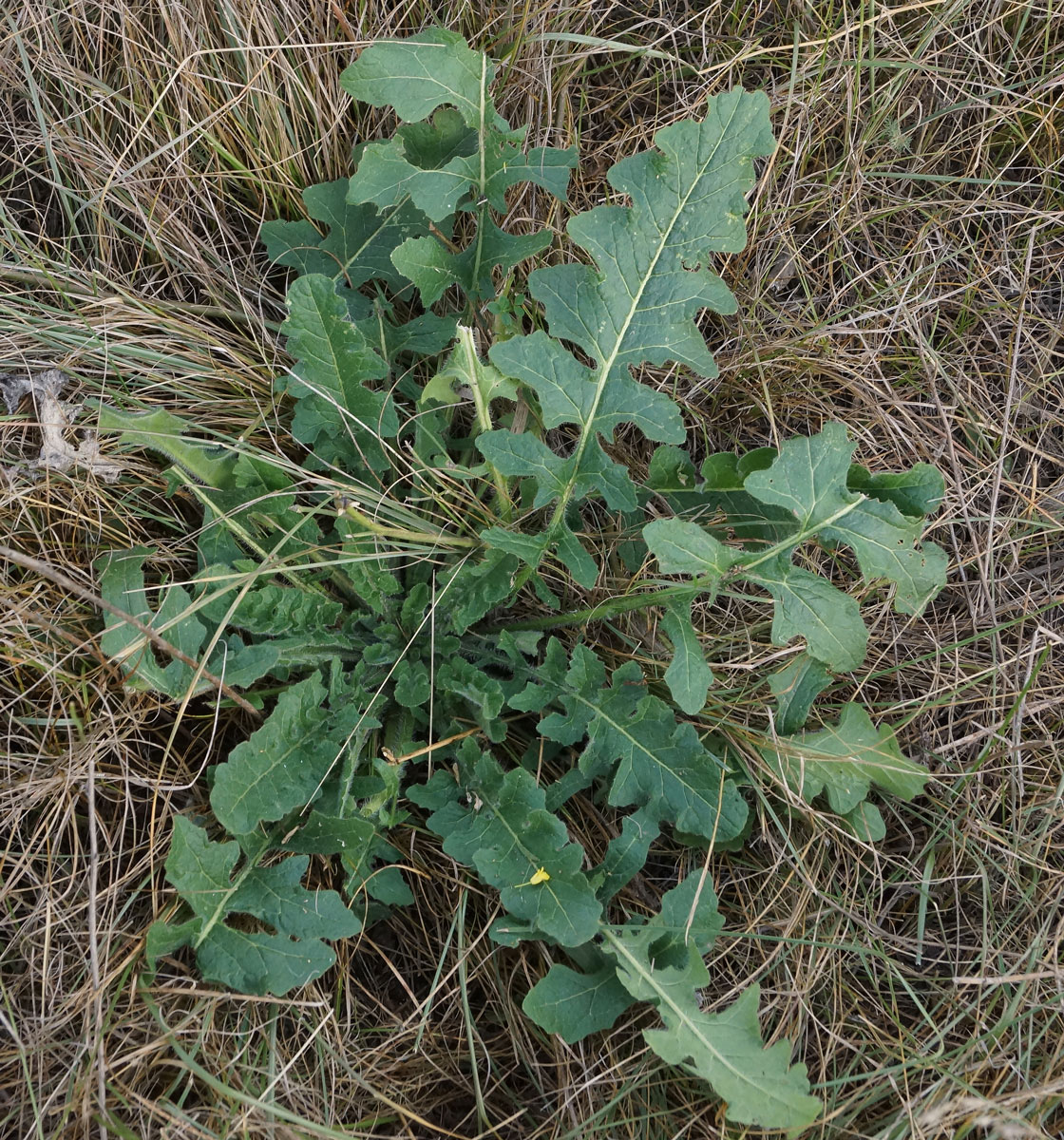 Изображение особи Sisymbrium loeselii.