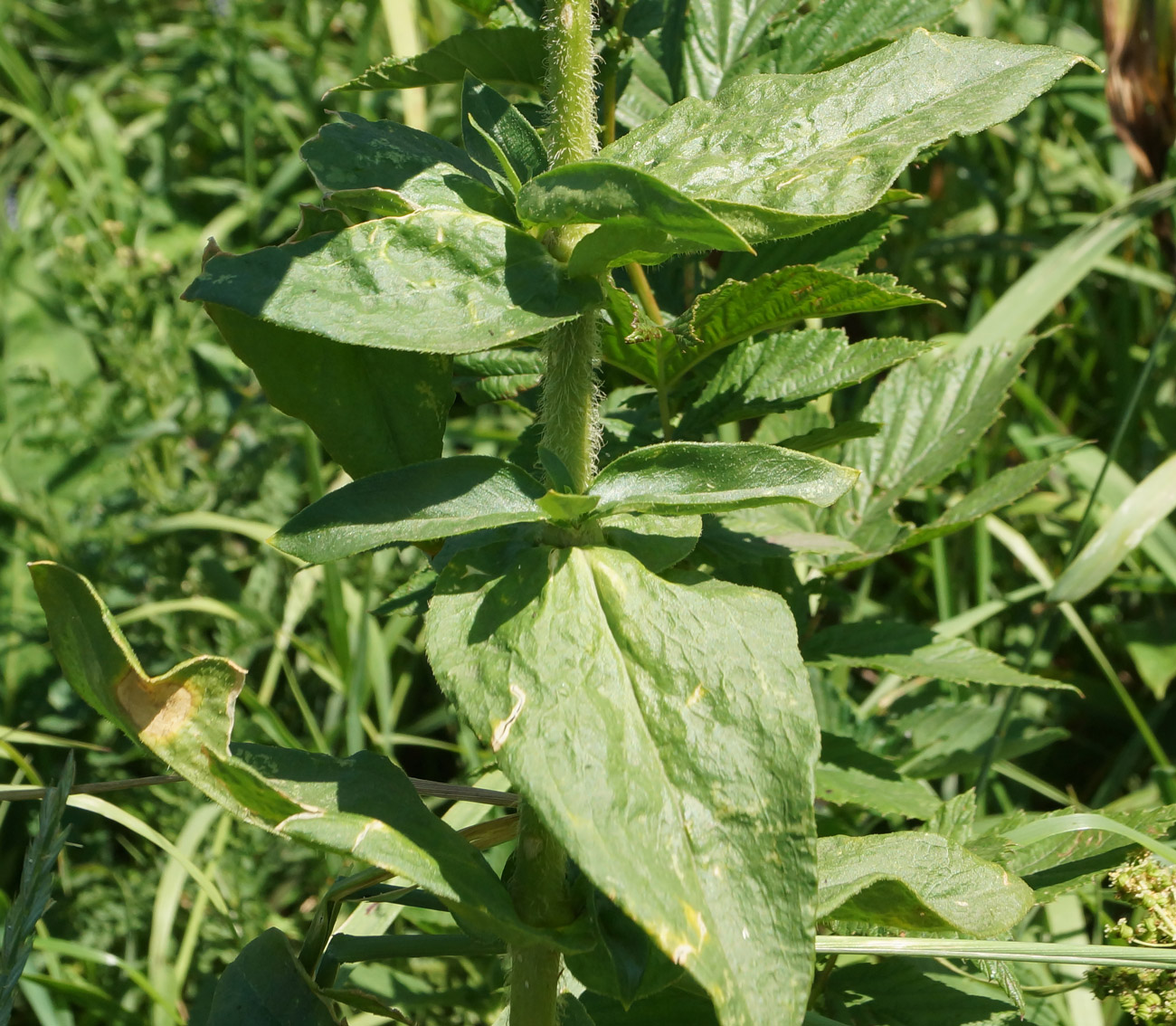 Изображение особи Lychnis chalcedonica.