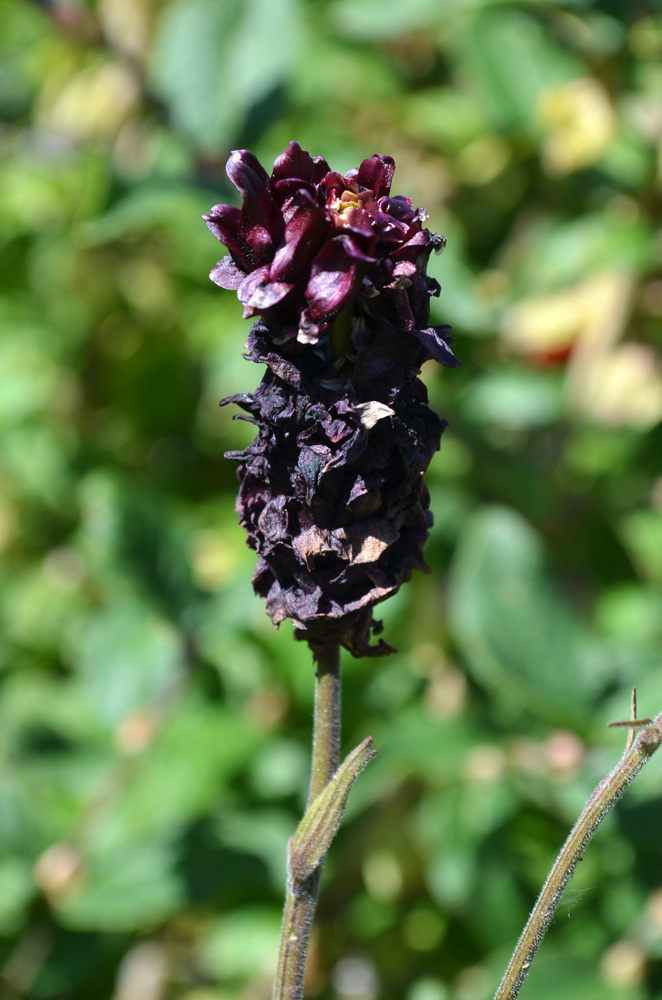 Изображение особи Aquilegia atrovinosa.