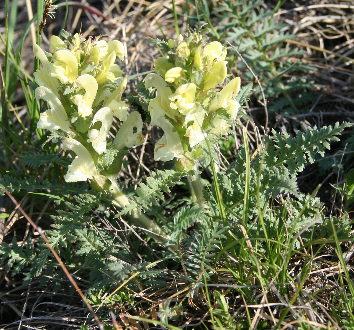 Изображение особи Pedicularis physocalyx.