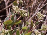Hylotelephium ewersii. Верхушки побегов с соцветиями в стадии бутонизации. Кыргызстан, Нарынская обл., левый берег р. Нарын, природный парк Салкын-Тор. 12.07.2015.
