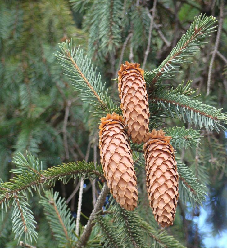 Изображение особи Picea abies.