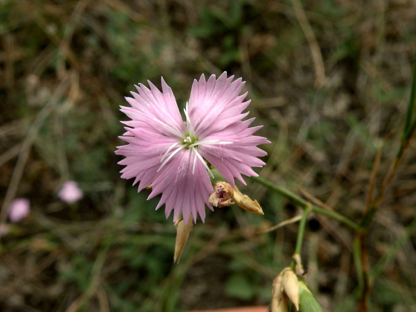 Image of Dianthus platyodon specimen.
