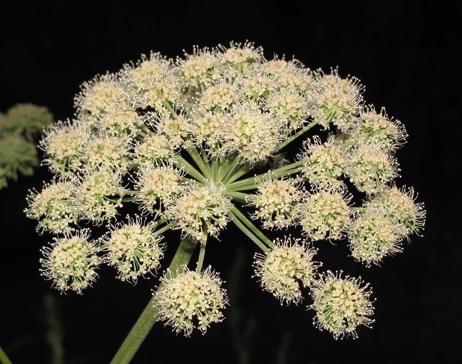Image of Angelica sylvestris specimen.