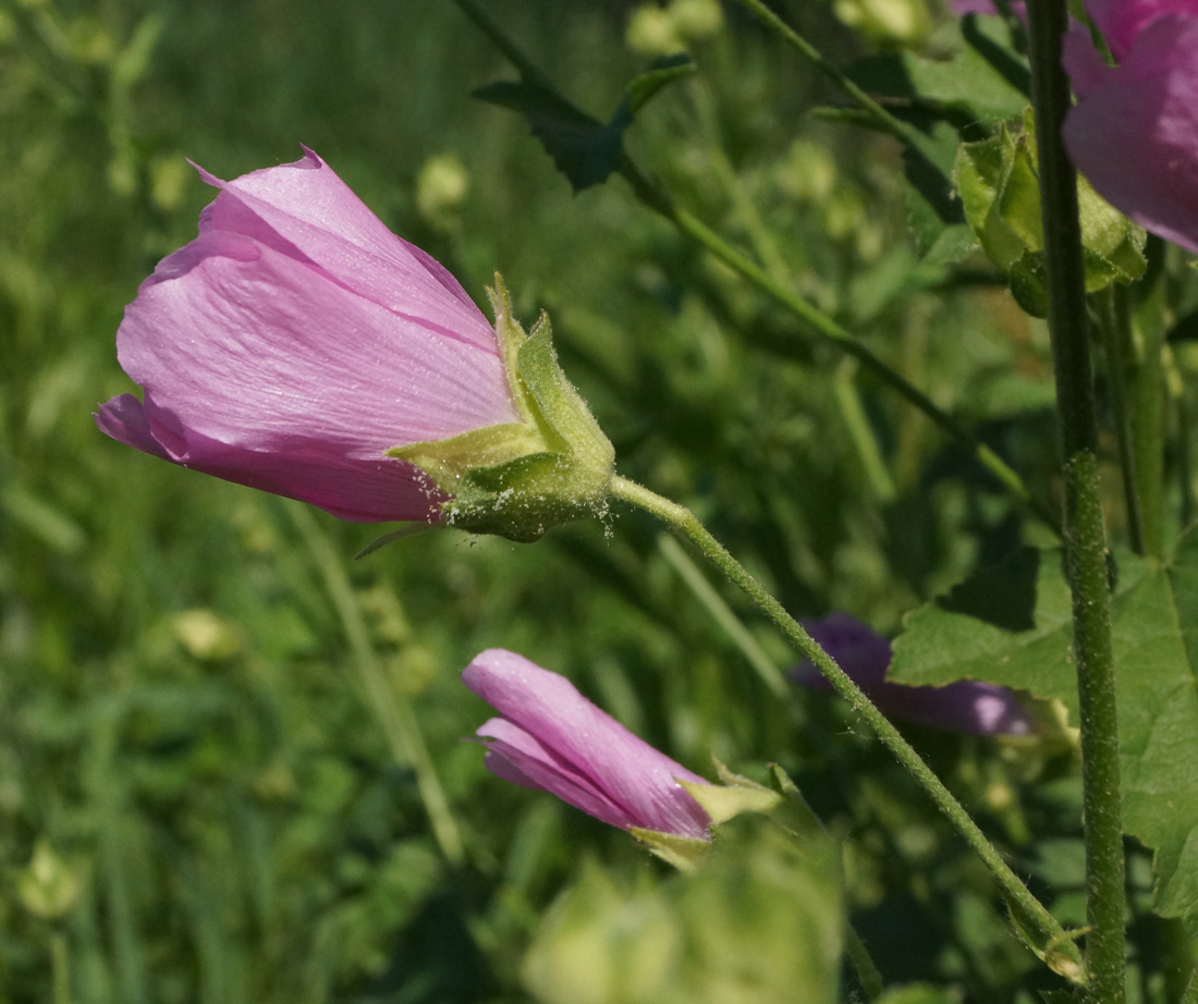 Image of Malva thuringiaca specimen.