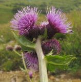 Cirsium sychnosanthum