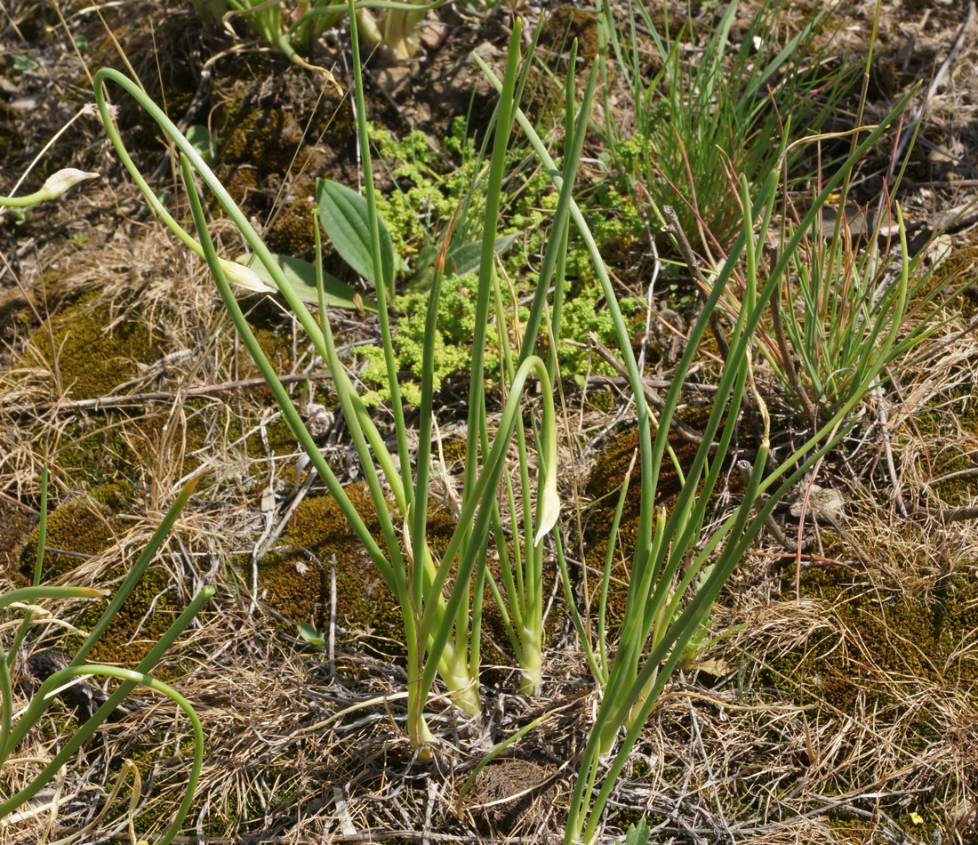 Image of Allium rubens specimen.