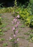 Delphinium ajacis