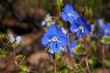 Veronica umbrosa