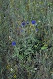 Echinops davuricus. Цветущее растение. Иркутская обл., о. Ольхон, лесостепь в р-не пос. Узуры. 26.07.2007.