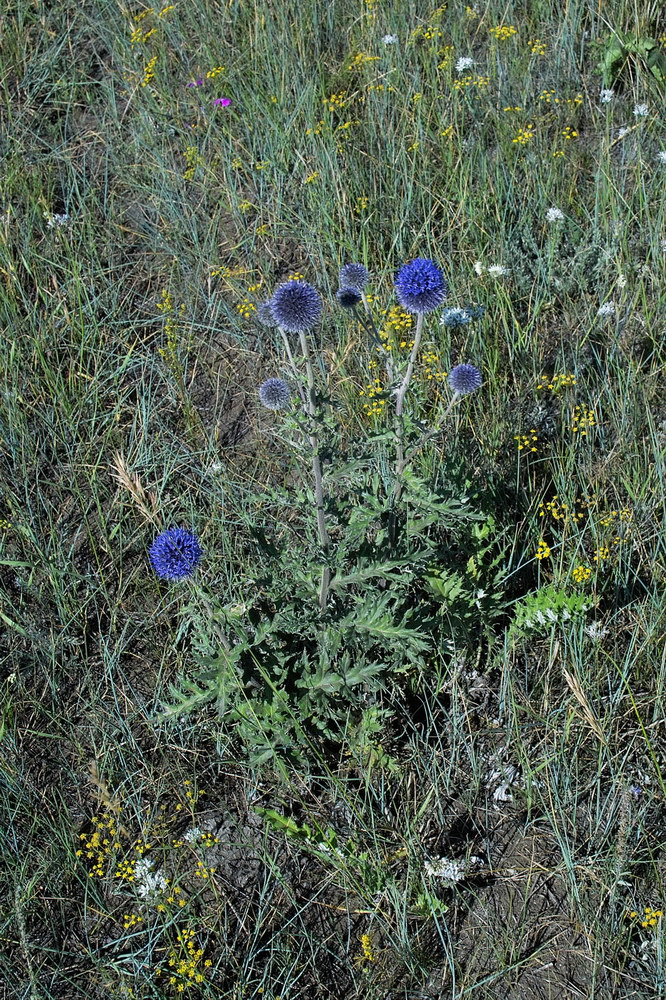 Изображение особи Echinops davuricus.