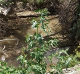 Atriplex sagittata