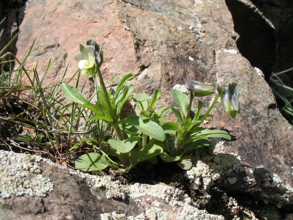 Изображение особи Viola occulta.