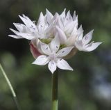 Allium amplectens