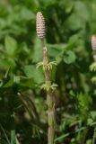 Equisetum sylvaticum. Побег со стробилом. Ленинградская обл., Всеволожский р-н, окр. пос. Куйвози, садоводство. 07.05.2016.