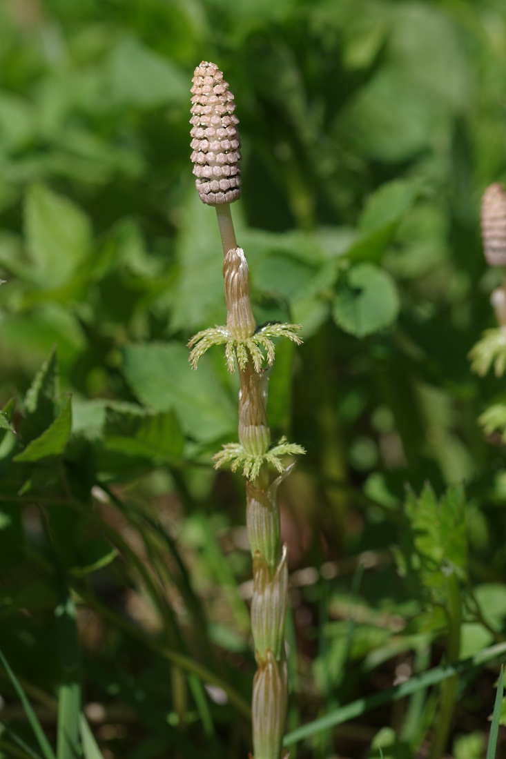 Изображение особи Equisetum sylvaticum.