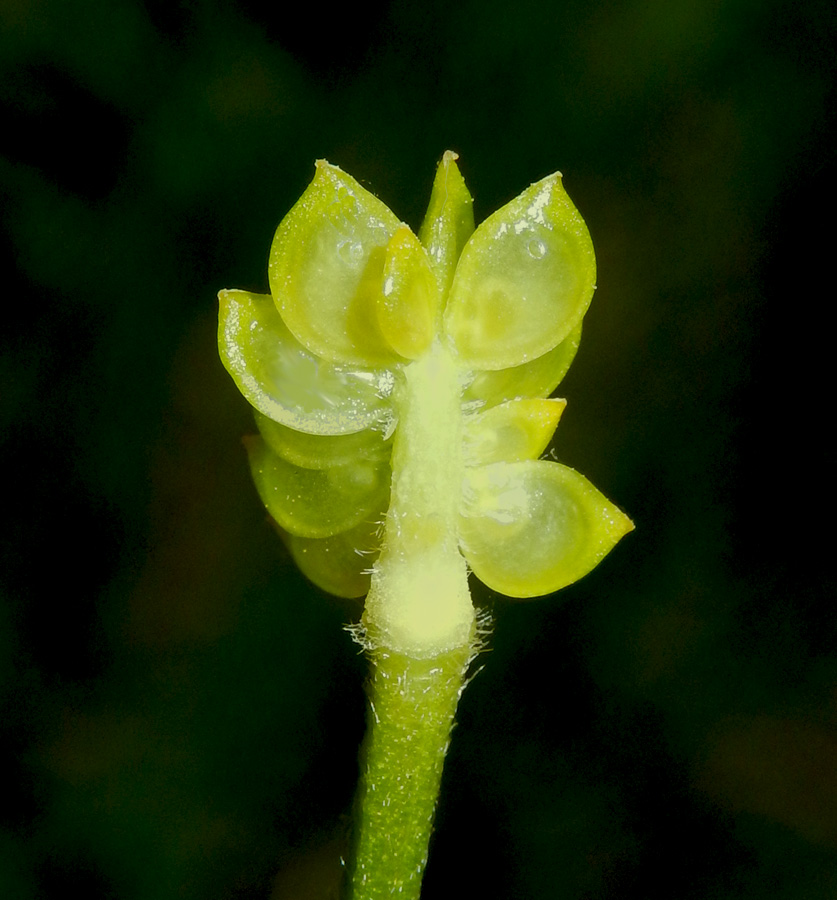 Изображение особи Ranunculus aleae.