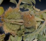 Tribulus macropterus