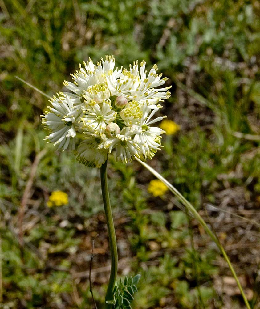 Изображение особи Thalictrum petaloideum.