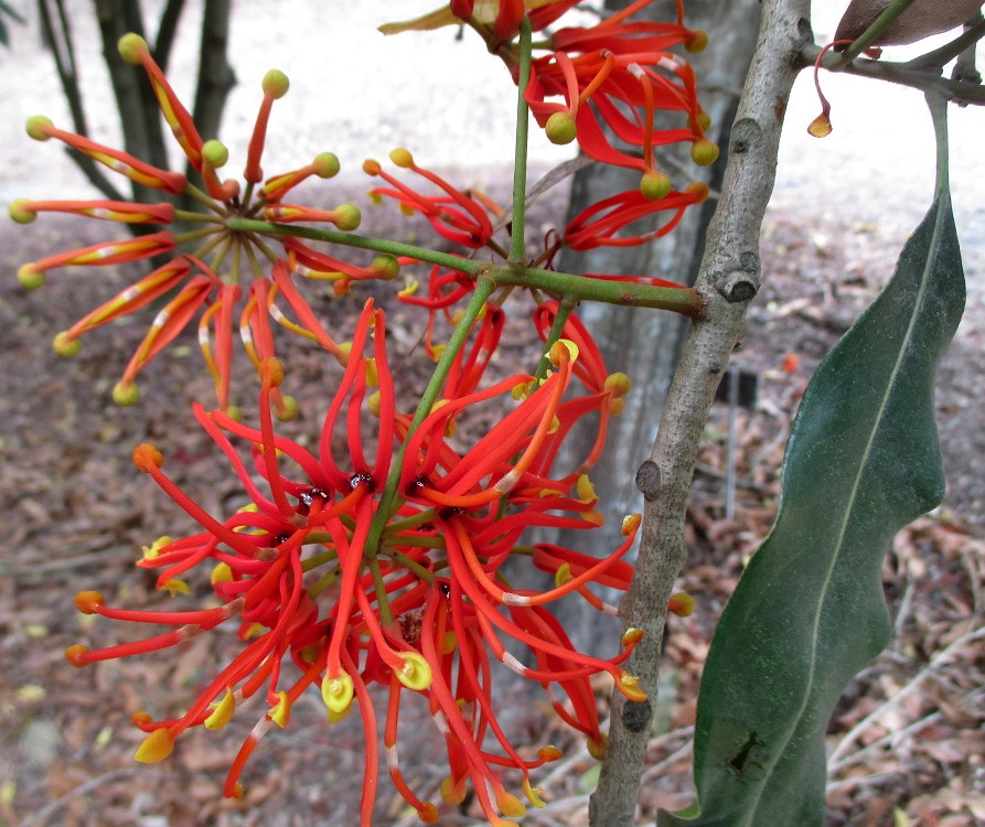 Image of Stenocarpus sinuatus specimen.