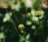 Trollius europaeus