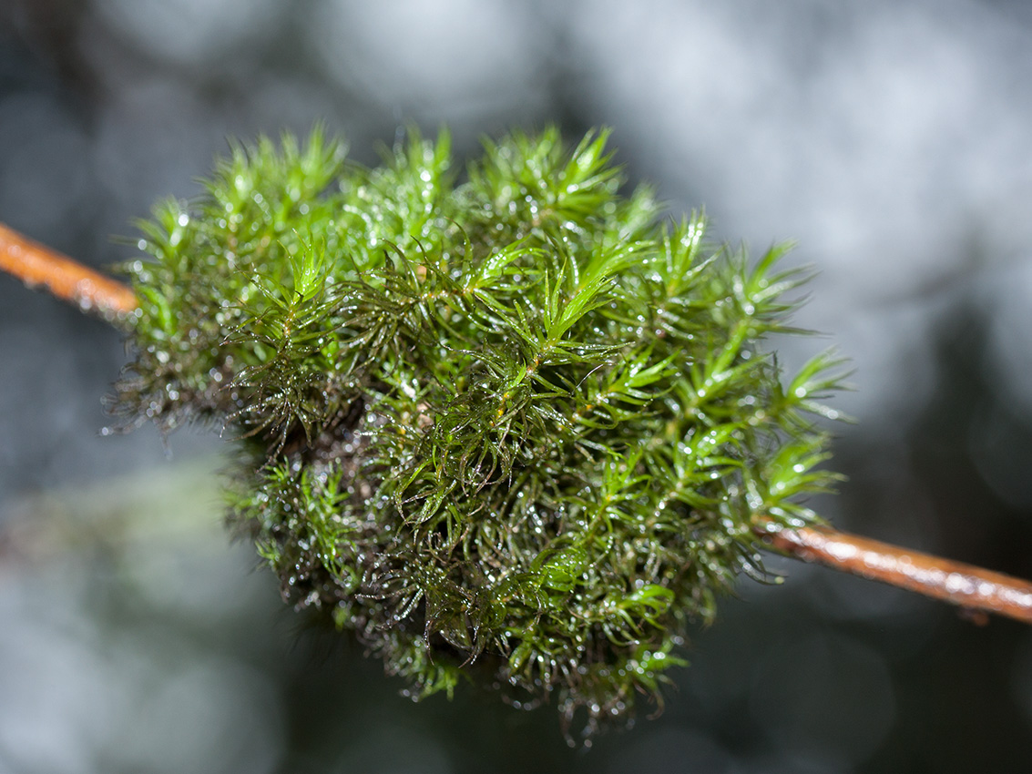 Image of genus Dicranum specimen.