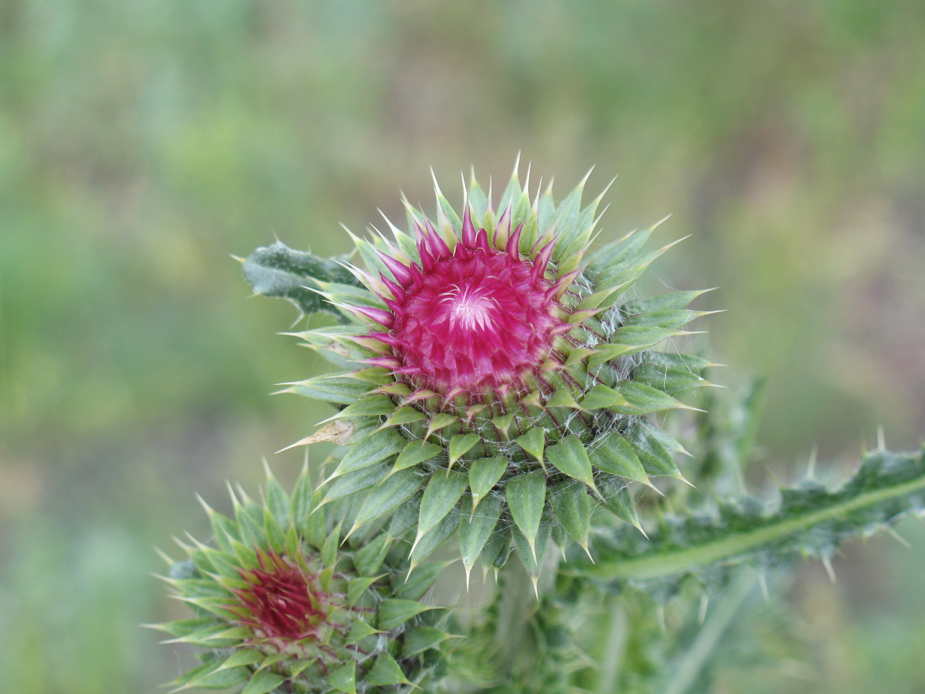 Image of Carduus thoermeri specimen.