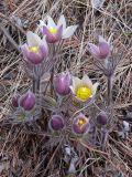 Pulsatilla uralensis