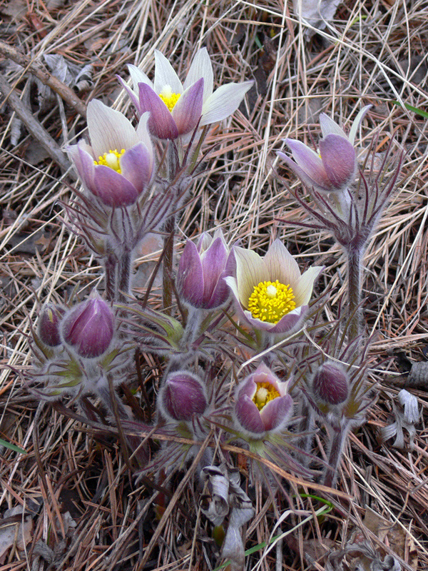 Изображение особи Pulsatilla uralensis.