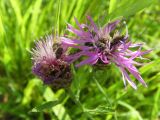 Centaurea jacea