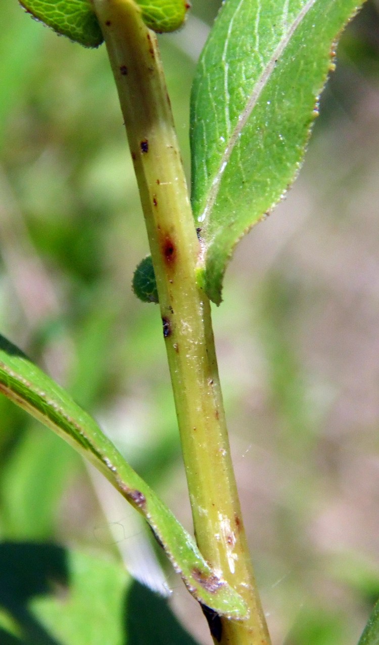 Image of Inula salicina specimen.