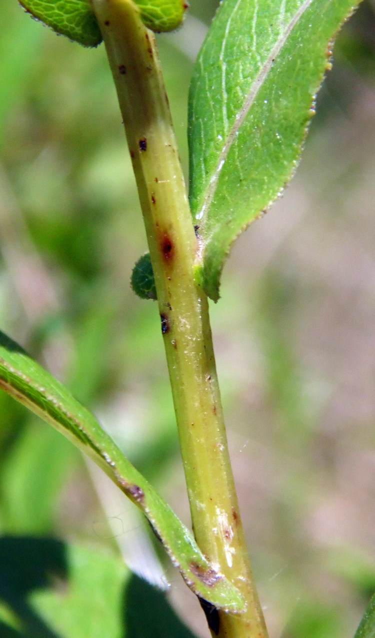 Изображение особи Inula salicina.