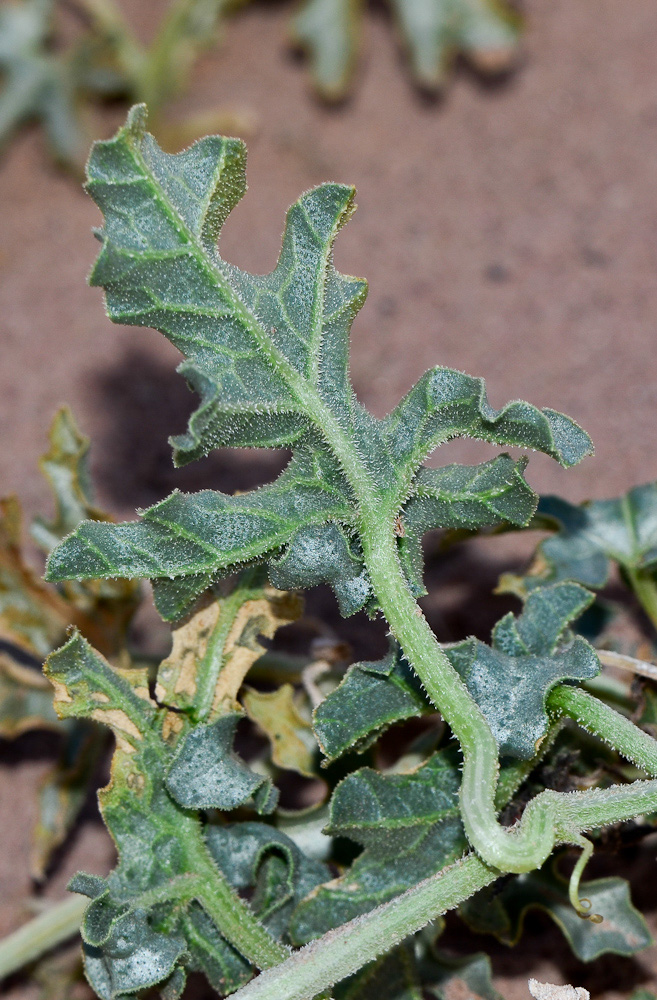 Image of Citrullus colocynthis specimen.