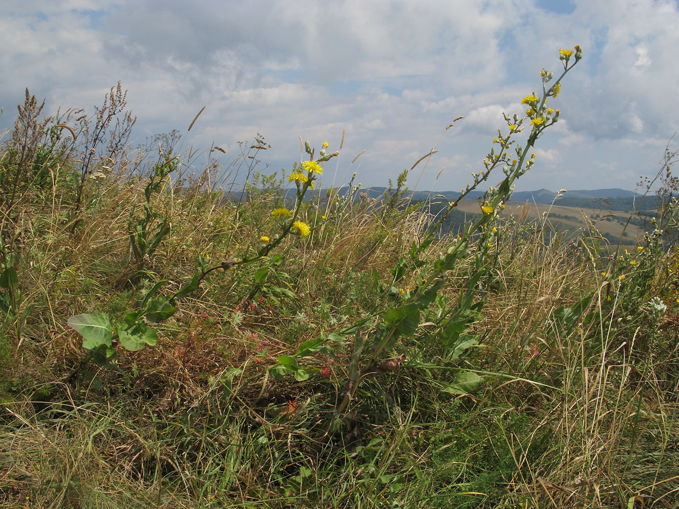 Изображение особи Crepis pannonica.