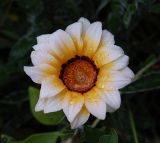Gazania × hybrida