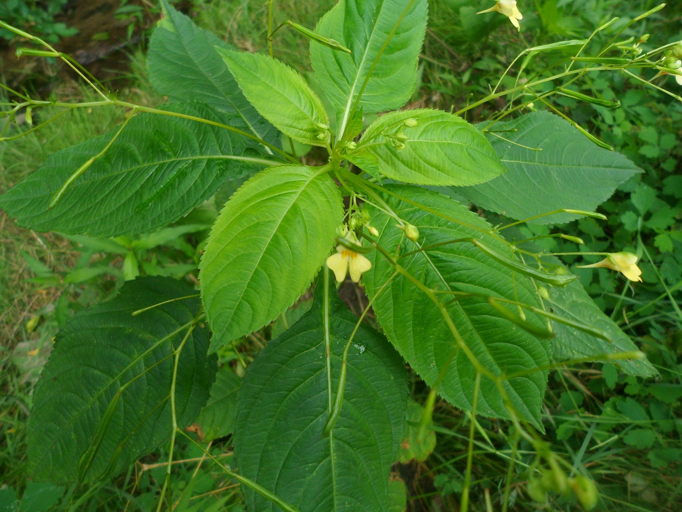 Image of Impatiens parviflora specimen.
