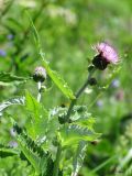 Cirsium helenioides. Верхушка побега с соцветием. Алтайский край, Змеиногорский р-н, ГПЗ \"Тигирекский\"; Западный Алтай, южный макросклон Тигирекского хребта вблизи оси, правый борт ущелья р. Иркутка; в верхней четверти крутого склона южной экспозиции, на отчасти погребённом курумнике из выветренных глыб гранитоидов; в составе субальпийского высокотравья, спустившегося в черневотаёжно-широкотравный комплекс (по верхней границе последнего); выс. 1435 м н.у.м. 11 июля 2016 г.