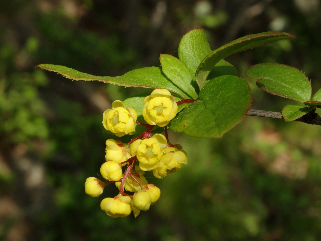 Image of Berberis amurensis specimen.