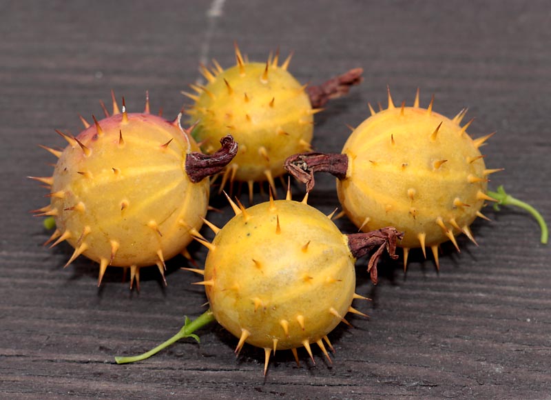 Image of Grossularia burejensis specimen.