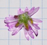 Image of taxon representative. Author is Татьяна Мальчинская